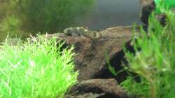 Garra Flavatra 02 - an Wurzel