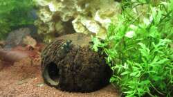 Garra Flavatra 09 - an der Nuß