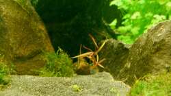 03.02.13 ~ Rote Tigerlotus (Nymphaea lotus) zeigt erste Triebe