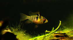 27.02.2015 ~ P. Ramirezi