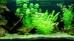 13.02.13 ~ Es grünt.