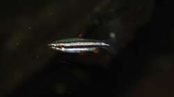 16.02.13 ~ Zwergziersalmler (Nannostomus marginatus)