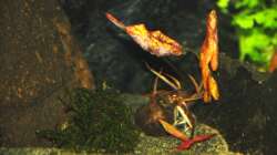 13.02.13 ~ Rote Tigerlotus (Nymphaea lotus) 