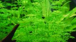 03.02.13 ~ Kleine Ambulia (Limnophila sessiliflora)