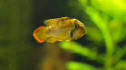 21.02.2015 ~´Pascha´ A. nijsseni Männchen