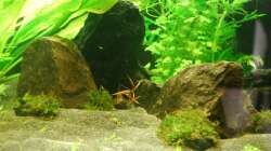 03.02.13 ~ Steine und Schieferplatten