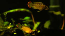 27.02.2015 ~ A. nijsseni 