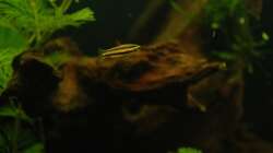 03.03.13 ~ Zwergziersalmler (Nannostomus marginatus)