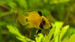 21.02.2015 ~ A. nijsseni Weibchen