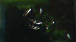 16.02.13 ~ Zwergziersalmler (Nannostomus marginatus)