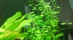 03.02.13 ~ Japanisches Schaumkraut (Cardamine lyrata)