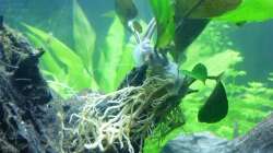 23.01.13 ~ Ziemlich tote Anubia