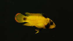 27.02.2015 ~ A. nijsseni Weibchen