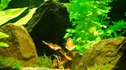 13.02.13 ~ Rote Tigerlotus (Nymphaea lotus) 