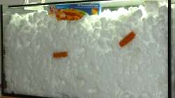 17.01.13 ~ Die Fische haben sich den winterlichen Bedingungen angepasst ;o)