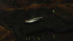 16.02.13 ~ Zwergziersalmler (Nannostomus marginatus)