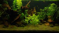 03.03.13 ~ Gesamtansicht nach Gärtneraktion