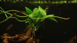 11.01.14 ~ Anubias barteri var. ´nana´