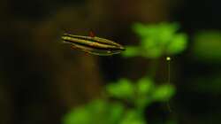 03.03.13 ~ Zwergziersalmler (Nannostomus marginatus)