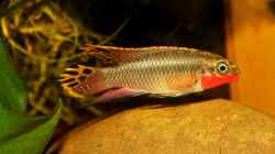 Pelviachromis Männchen