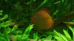 überraschend farbig geworden