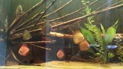 Besatz im Aquarium Amazonas XL