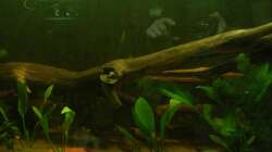 Dekoration im Aquarium Amazonas XL