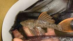 Pseudacanhicus Pitange, L24