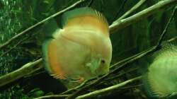 Red Monk, gar nicht rot...