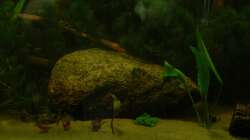 Dekoration im Aquarium Amazonas XL