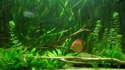 Dekoration im Aquarium Amazonas XL