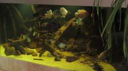 wasser jetzt klar und fische wachsen