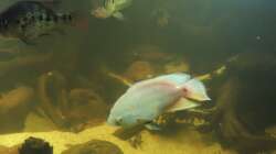 Aquarium eckaquarium