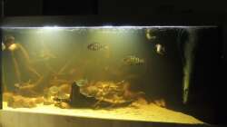 wasser immernoch trüb