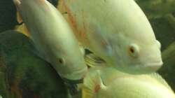 albinos schon grösser als die and