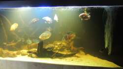 Aquarium eckaquarium