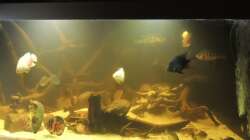 Aquarium eckaquarium