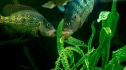 Besatz im Aquarium eckaquarium