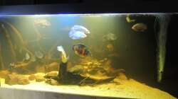 Aquarium eckaquarium