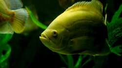 gut gewachsen die albinos