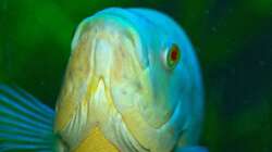 Aquarium eckaquarium