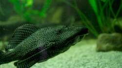 2 wabenschilderwelse im becken