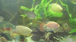 Pflanzen im Aquarium eckaquarium