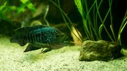 Besatz im Aquarium eckaquarium