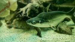 haiwelse fühlen sich wohl