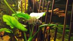 Haplochromis nyererei  Weibchen allein