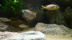 Aquarium Becken 2548