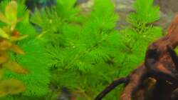 Cabomba caroliniana (Grüne Haarnixe)