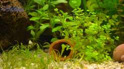 Vordergrund: Lilaeopsos brasiliensis; Neben der Röhre:  Micranthemum umbrosum (rundblättriges