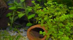 Ton-Röhre. Daneben habe ich mit Kieseln und einem flachen Stein noch eine Höhle